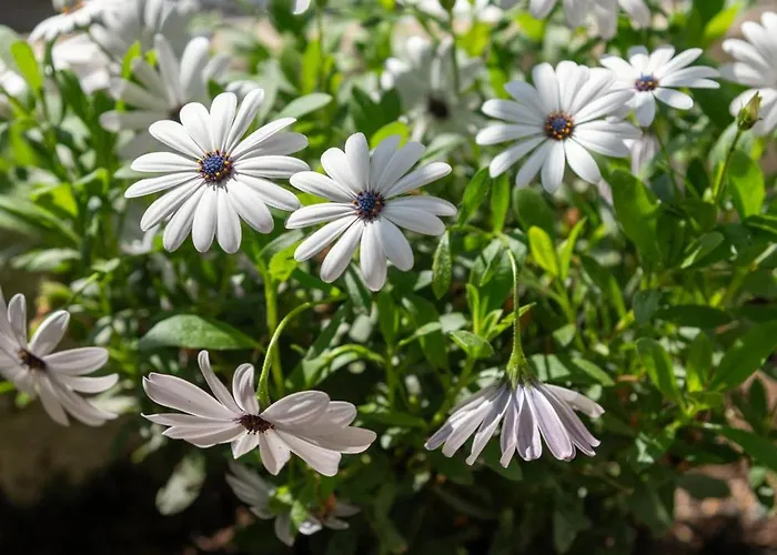 Apartamento Silot 4 Néa Fókaia