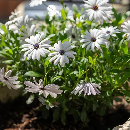 דירה Silot 4 Néa Fókaia